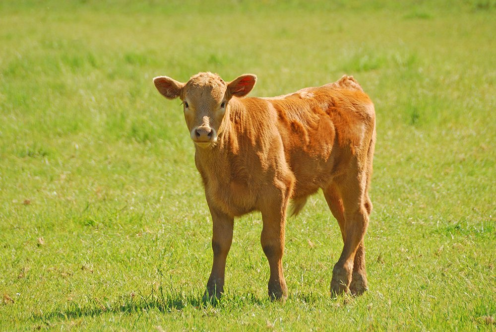 calf in field