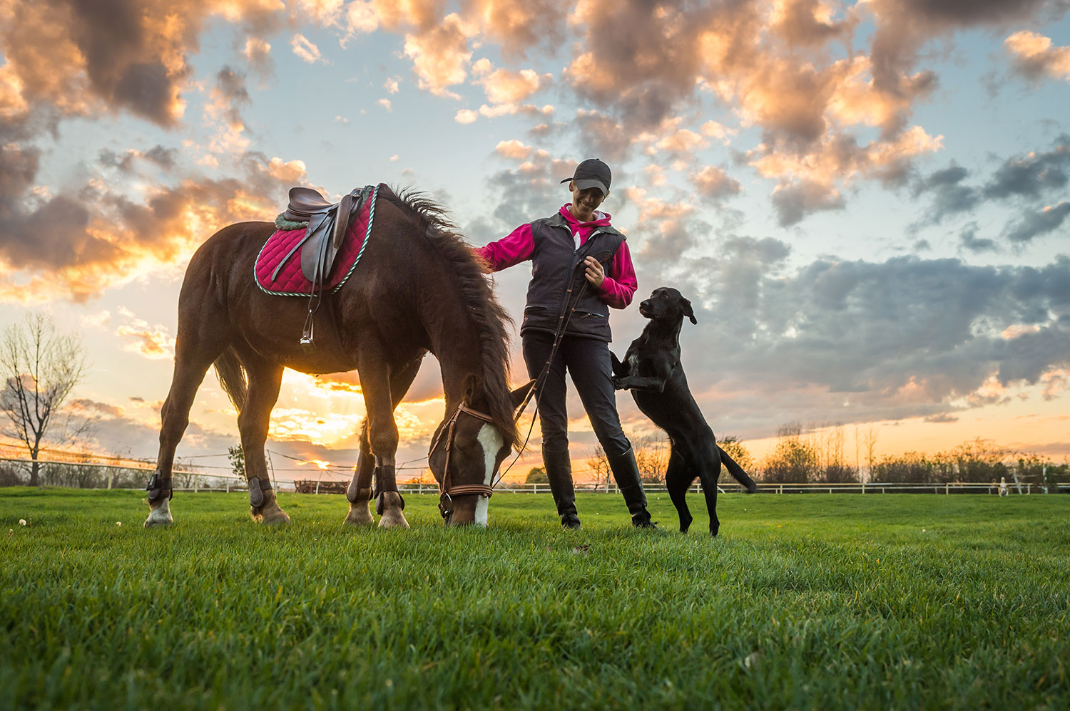 dog with horse