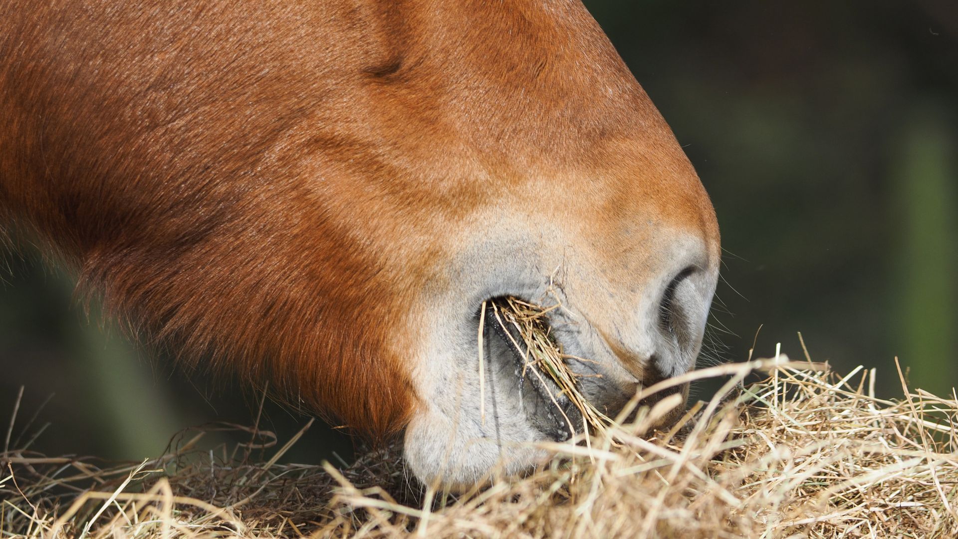 horse eating hay 