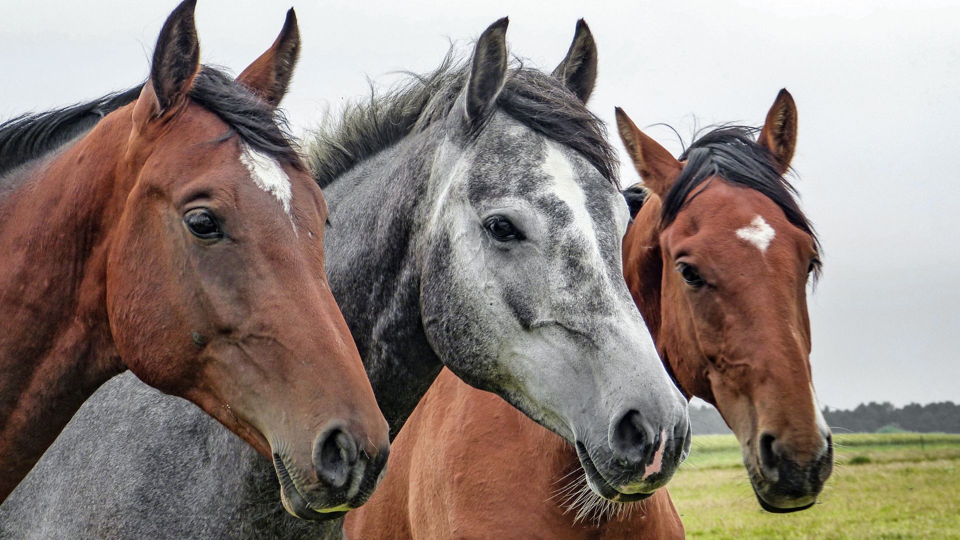 Horses showing what the best slow feeder is for horses.