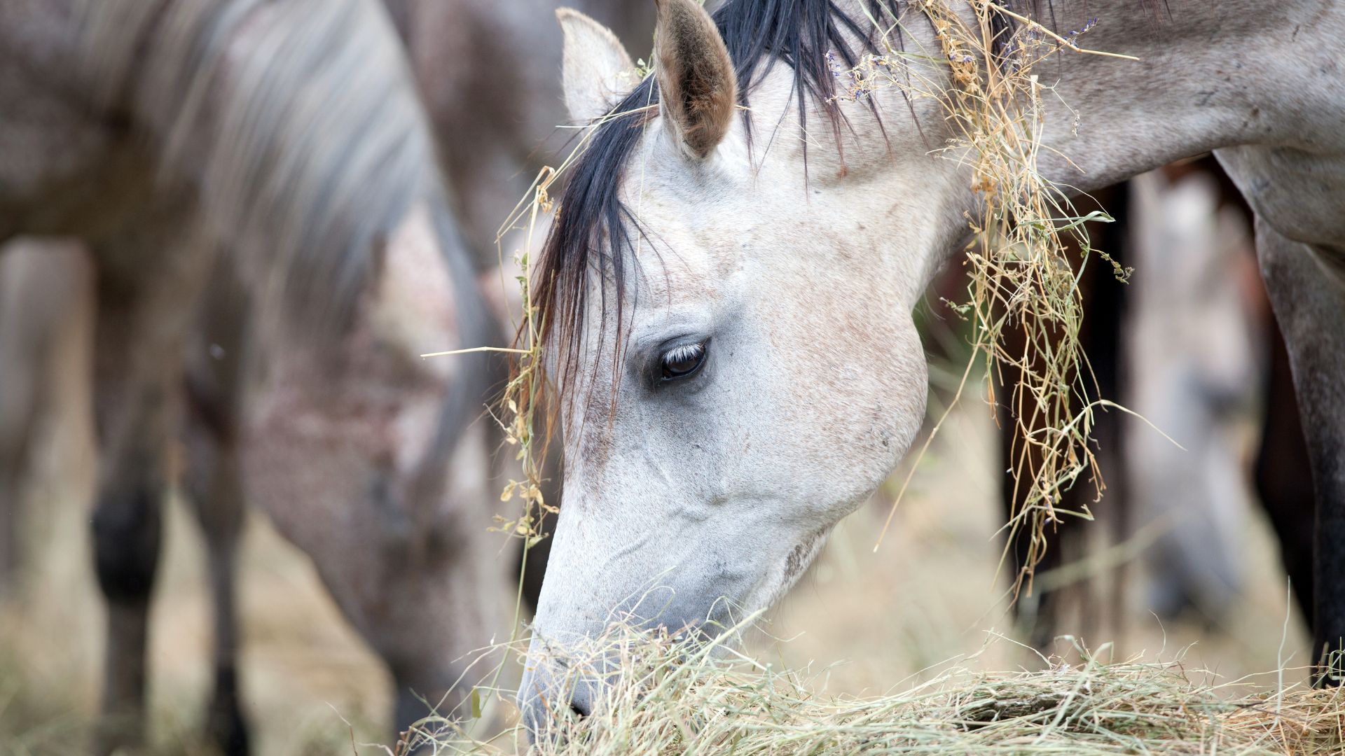 A horse eating from a slow horse feeder