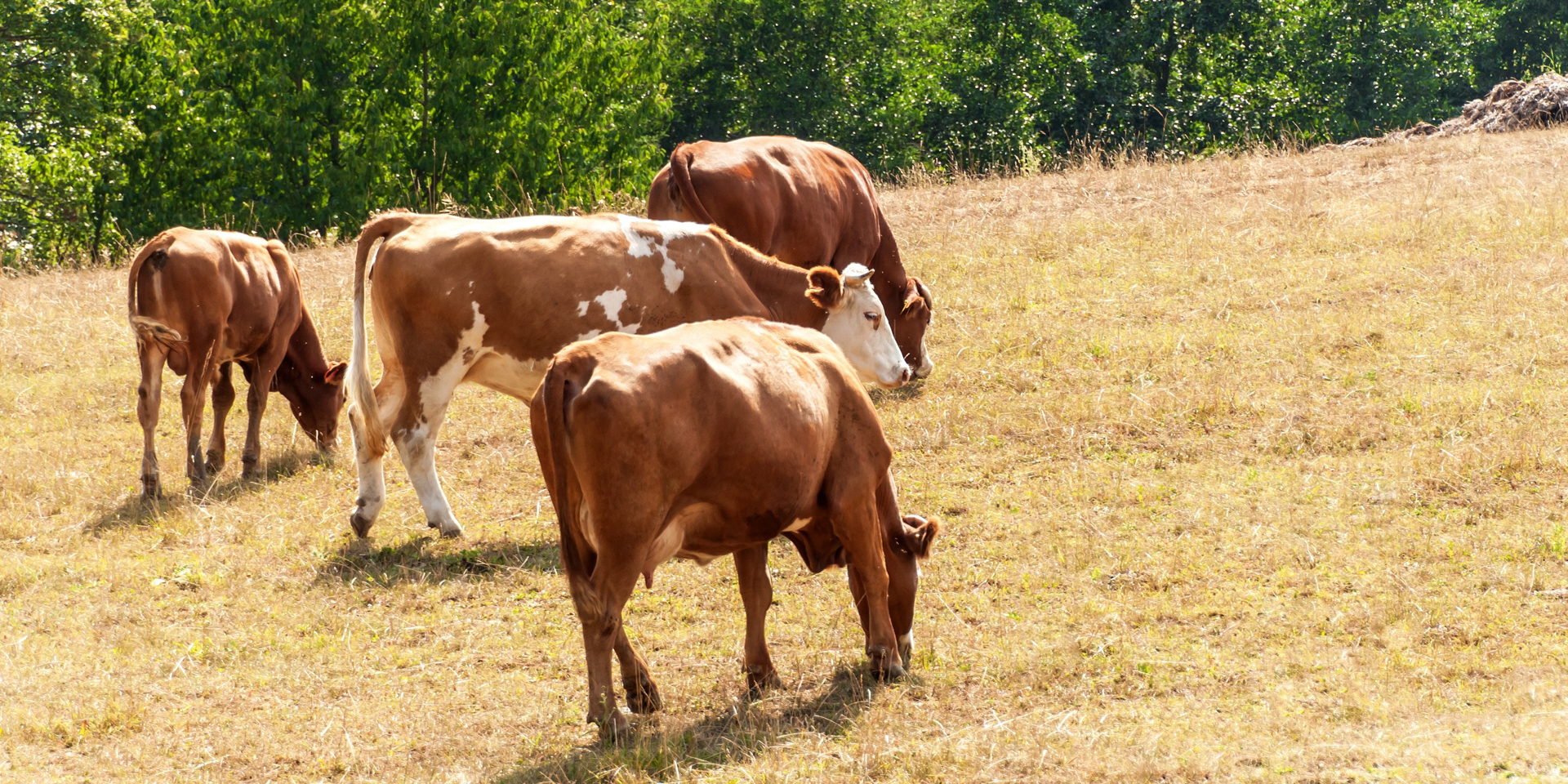 Cows on a dry pasture that should encourage creep feeding calves