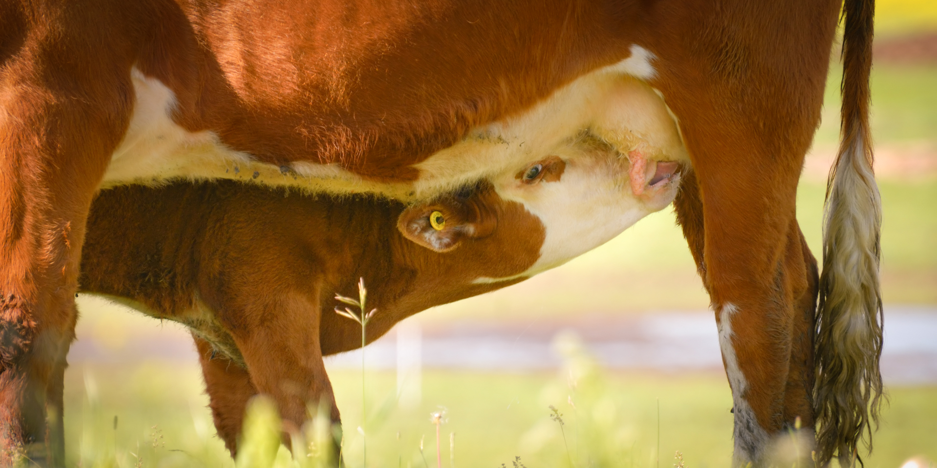 calf nursing before creep feeding