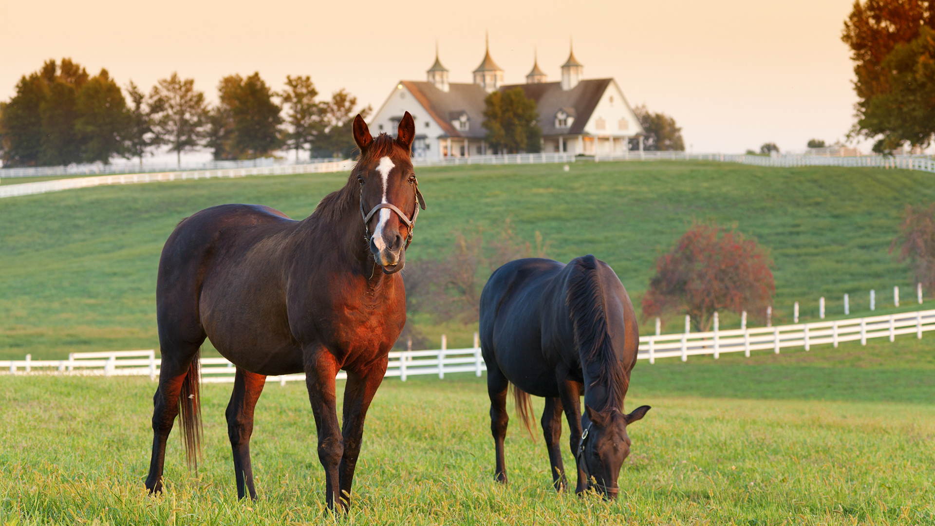 horses grazing in a field