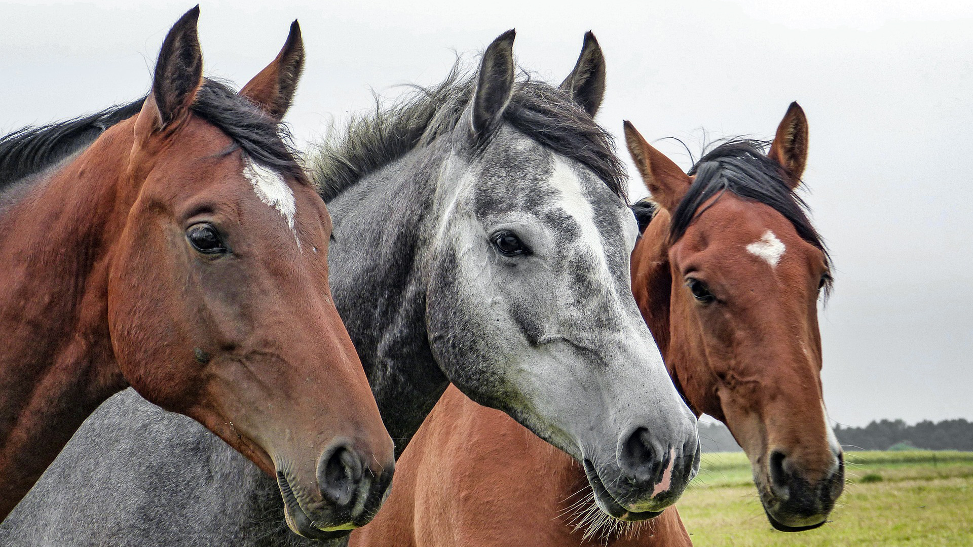 photo of 3 horses for round bales for horses article