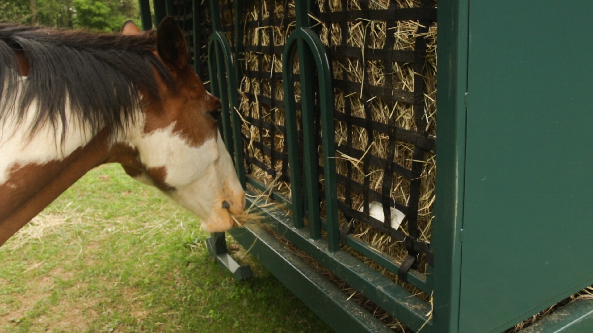 exterior snapshot of horse and hay for why do horses pee on their hay post